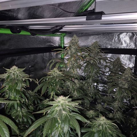 ICE 💚🧊 (63-70bt) growlog timeline photo