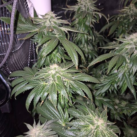 💚Bubba kush 🦝 (56-63 BT) growlog timeline photo