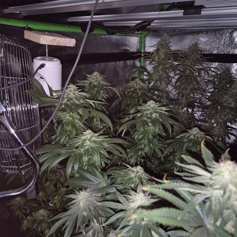 💚Bubba kush 🦝 (56-63 BT) growlog timeline photo