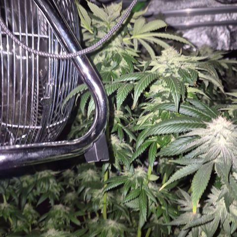 💚Bubba kush 🦝 (56-63 BT) growlog timeline photo