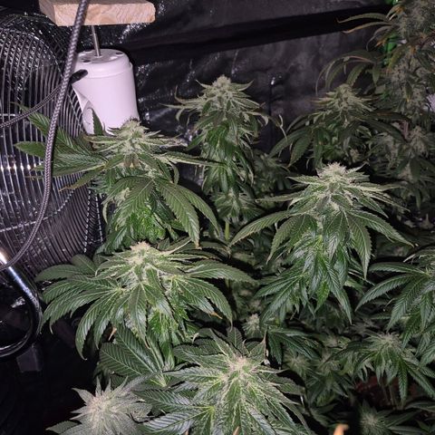 💚Bubba kush 🦝 (56-63 BT) growlog timeline photo