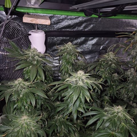 💚Bubba kush 🦝 (56-63 BT) growlog timeline photo