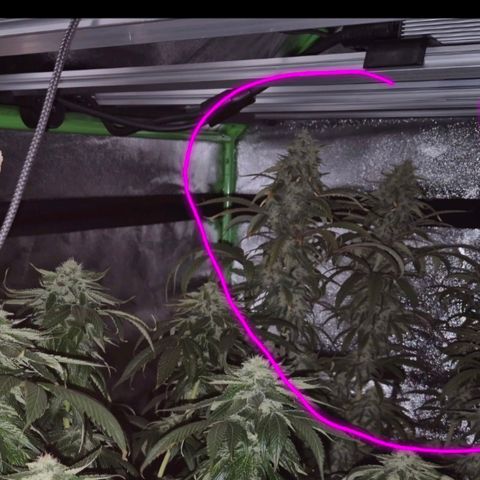ICE 💚🧊 (63-70bt) growlog timeline photo