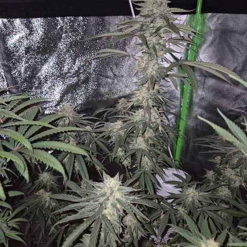 Ice cream cake 🍰 & permanent marker🖊(65-73bt) growlog timeline photo