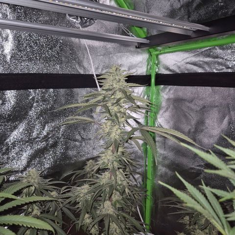 Ice cream cake 🍰 & permanent marker🖊(65-73bt) growlog timeline photo