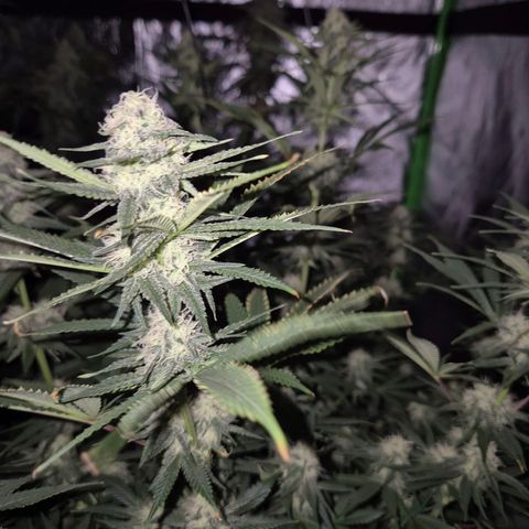 Mimosa evo stecki  🍊🍋🍍 (65-70bt) growlog timeline photo