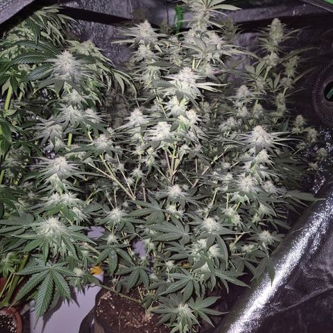 Mimosa evo stecki  🍊🍋🍍 (65-70bt) growlog timeline photo