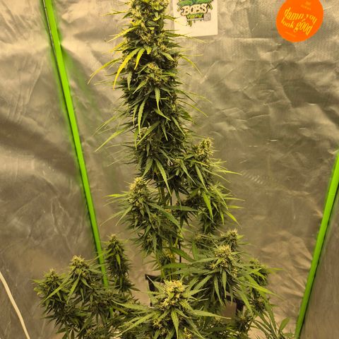 💚CHOCOLOPE 🍫 ☕️auto (56-63 BT) growlog timeline photo