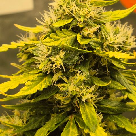 💚CHOCOLOPE 🍫 ☕️auto (56-63 BT) growlog timeline photo
