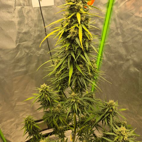 💚CHOCOLOPE 🍫 ☕️auto (56-63 BT) growlog timeline photo