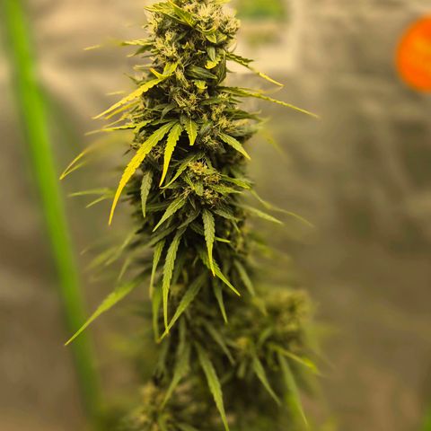 💚CHOCOLOPE 🍫 ☕️auto (56-63 BT) growlog timeline photo