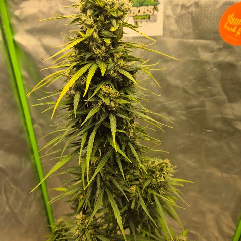 💚CHOCOLOPE 🍫 ☕️auto (56-63 BT) growlog timeline photo