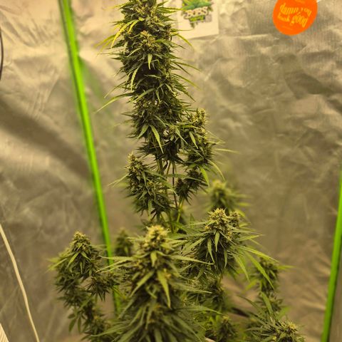 💚CHOCOLOPE 🍫 ☕️auto (56-63 BT) growlog timeline photo