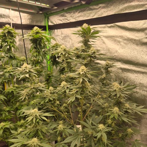 Mimosa evo stecki  🍊🍋🍍 (65-70bt) growlog timeline photo
