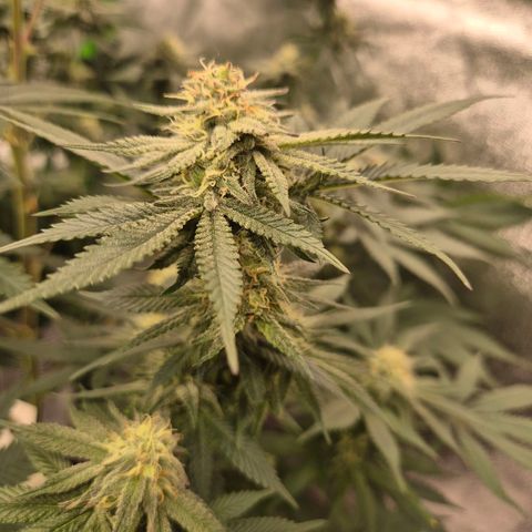 Mimosa evo stecki  🍊🍋🍍 (65-70bt) growlog timeline photo