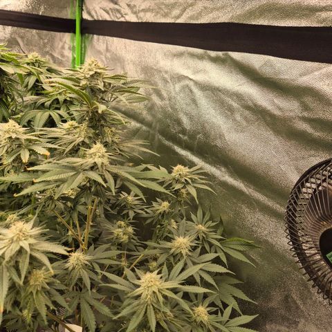 Mimosa evo stecki  🍊🍋🍍 (65-70bt) growlog timeline photo