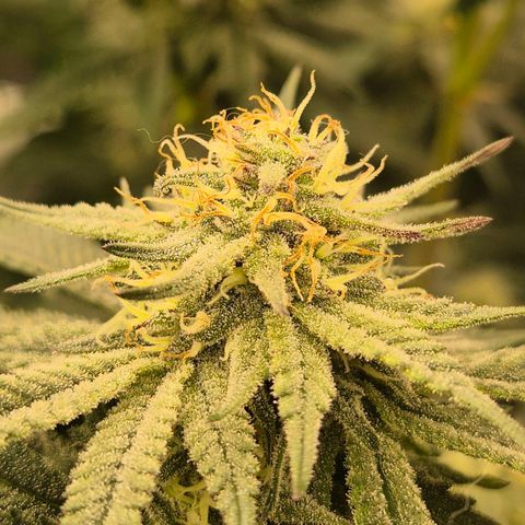 Mimosa evo stecki  🍊🍋🍍 (65-70bt) growlog timeline photo
