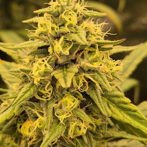 ICE 💚🧊 (63-70bt) growlog timeline photo