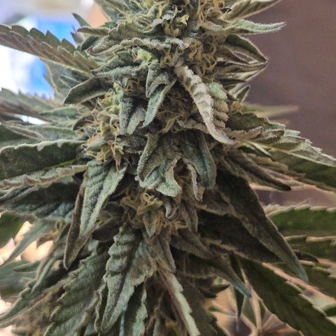 Ice cream cake 🍰 & permanent marker🖊(65-73bt) growlog timeline photo