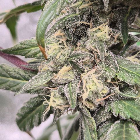 ICE 💚🧊 (63-70bt) growlog timeline photo