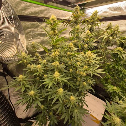 Tangerine dream 🌴 (60-65bt)  growlog timeline photo