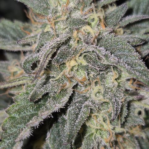 Ice cream cake 🍰 & permanent marker🖊(65-73bt) growlog timeline photo