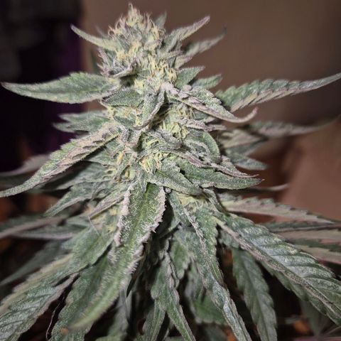 Ice cream cake 🍰 & permanent marker🖊(65-73bt) growlog timeline photo