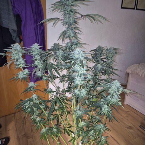 Ice cream cake 🍰 & permanent marker🖊(65-73bt) growlog timeline photo