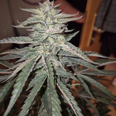 Ice cream cake 🍰 & permanent marker🖊(65-73bt) growlog timeline photo
