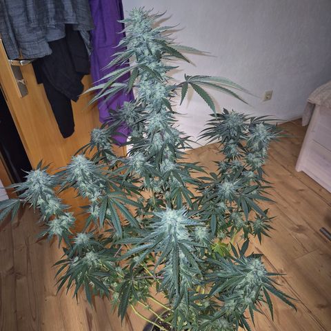Ice cream cake 🍰 & permanent marker🖊(65-73bt) growlog timeline photo