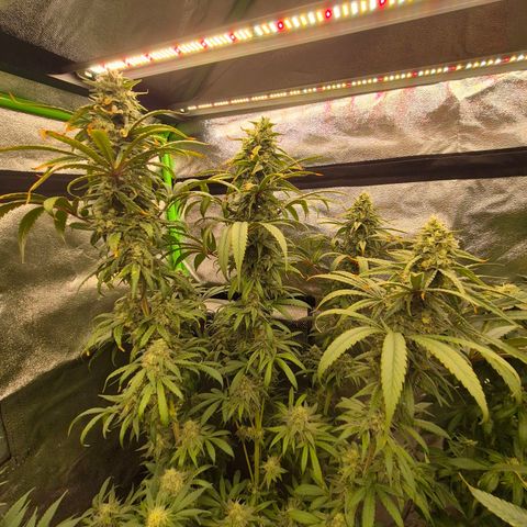 ICE 💚🧊 (63-70bt) growlog timeline photo