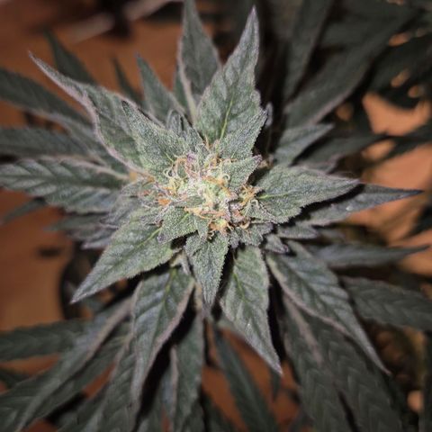 Ice cream cake 🍰 & permanent marker🖊(65-73bt) growlog timeline photo