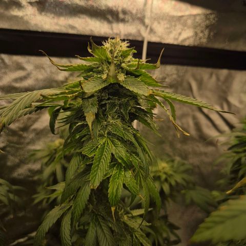 💚Bubba kush 🦝 (56-63 BT) growlog timeline photo