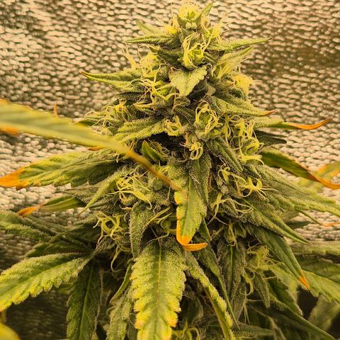 ICE 💚🧊 (63-70bt) growlog timeline photo