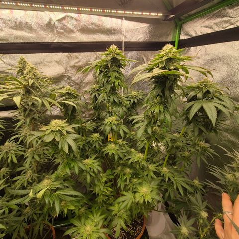 💚Bubba kush 🦝 (56-63 BT) growlog timeline photo