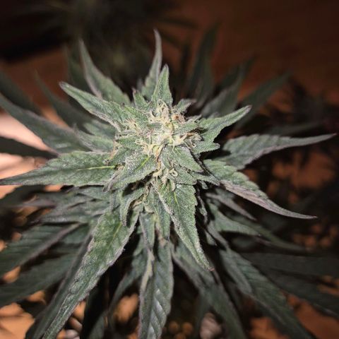 Ice cream cake 🍰 & permanent marker🖊(65-73bt) growlog timeline photo