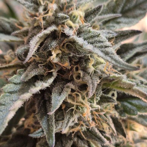 Ice cream cake 🍰 & permanent marker🖊(65-73bt) growlog timeline photo