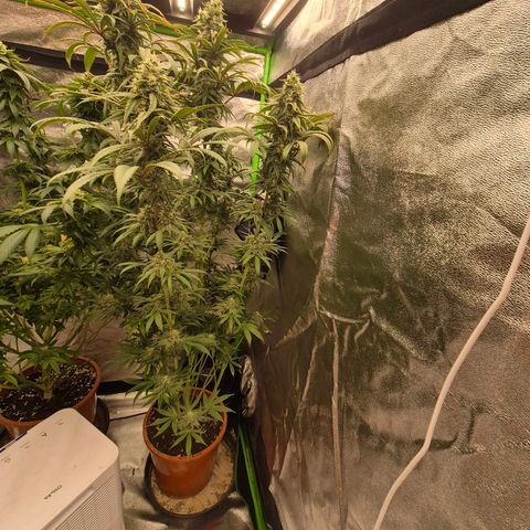 ICE 💚🧊 (63-70bt) growlog timeline photo