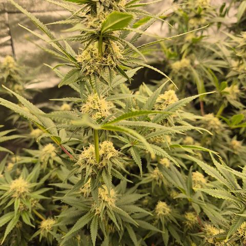 Tangerine dream 🌴 (60-65bt)  growlog timeline photo