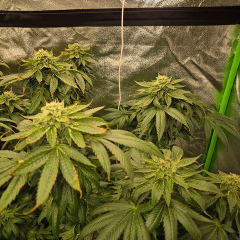 💚Bubba kush 🦝 (56-63 BT) growlog timeline photo