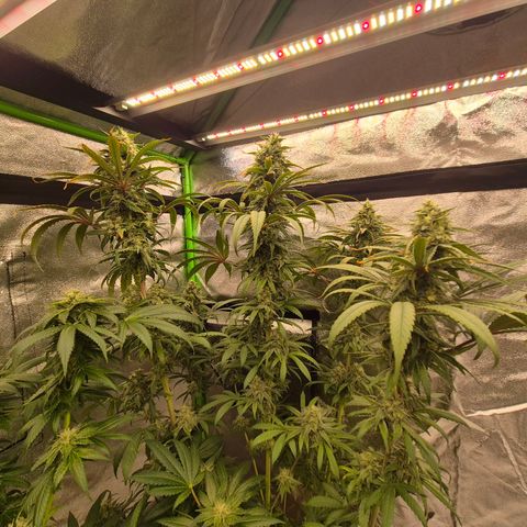 ICE 💚🧊 (63-70bt) growlog timeline photo
