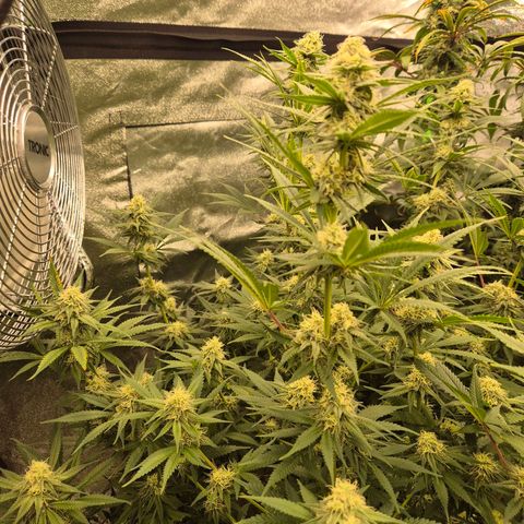 Tangerine dream 🌴 (60-65bt)  growlog timeline photo