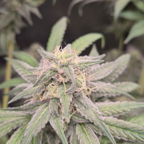 ICE 💚🧊 (63-70bt) growlog timeline photo