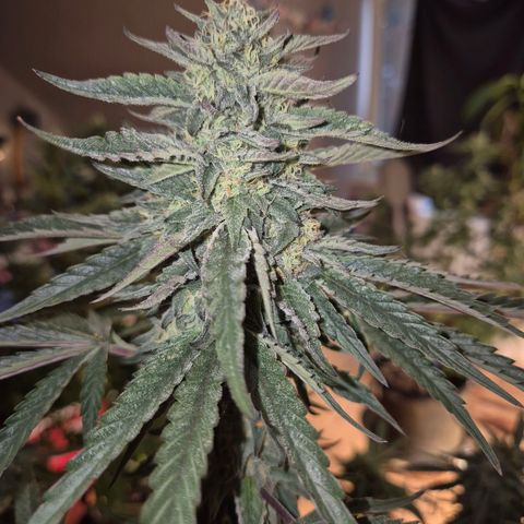 Ice cream cake 🍰 & permanent marker🖊(65-73bt) growlog timeline photo