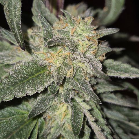 Ice cream cake 🍰 & permanent marker🖊(65-73bt) growlog timeline photo