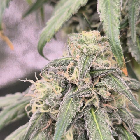 ICE 💚🧊 (63-70bt) growlog timeline photo