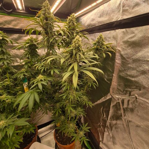 ICE 💚🧊 (63-70bt) growlog timeline photo