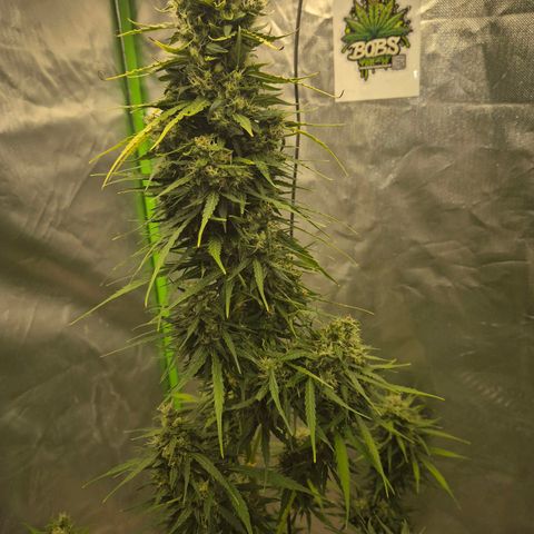 💚CHOCOLOPE 🍫 ☕️auto (56-63 BT) growlog timeline photo