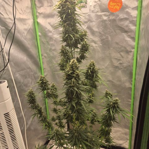💚CHOCOLOPE 🍫 ☕️auto (56-63 BT) growlog timeline photo