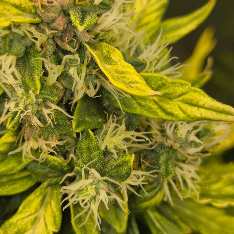 💚CHOCOLOPE 🍫 ☕️auto (56-63 BT) growlog timeline photo
